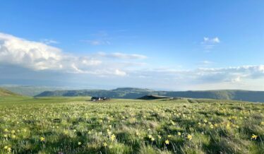 Les jonquilles en fleurs aux burons