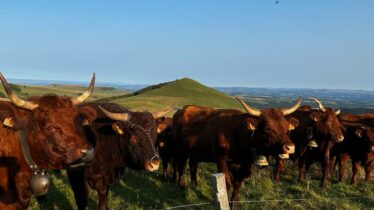 Les salers devant les burons - Cantal