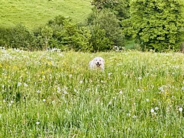 Burons, Cantal, Auvergne, Refuge de montagne insolite